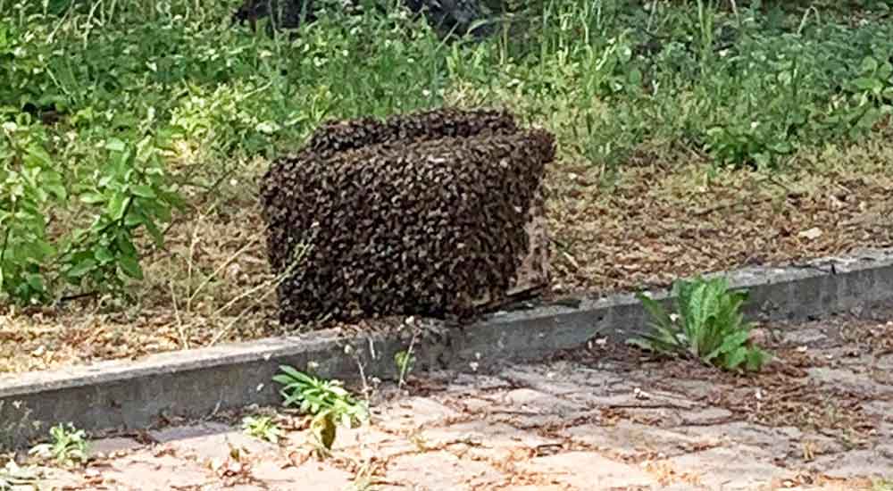 15 000 Bienen sammeln sich plötzlich in der Pasewalker Schulstraße