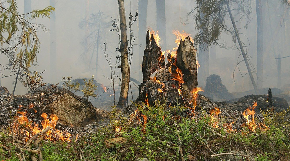 Waldbrand bei Torgelow kann schnell gelöscht werden
