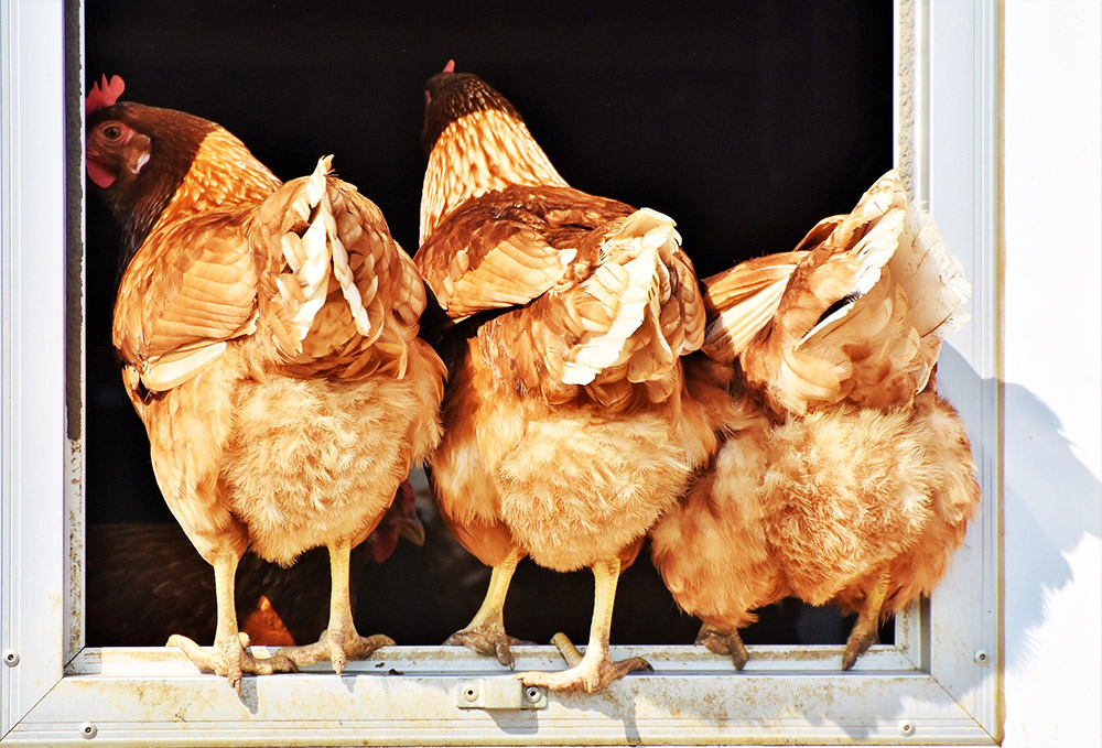 Geflügelpest: Hühner und Co. müssen in den Stall