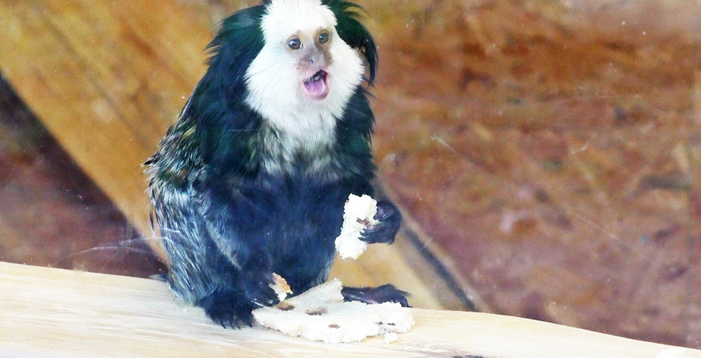 Tierisch gute Nachrichten: Zoo am Haff wieder offen!