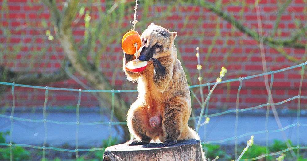 Maifeiertag: Der Haff-Zoo lädt zu tierischen Abenteuern ein