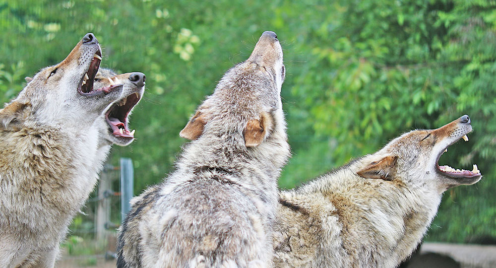 Wolfsnächte im Ueckermünder Tierpark: All Ihr Furchtlosen, traut Euch!
