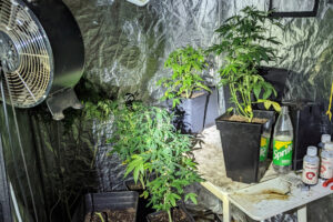 Gefährliche Körperverletzung und Cannabisfund in Torgelow