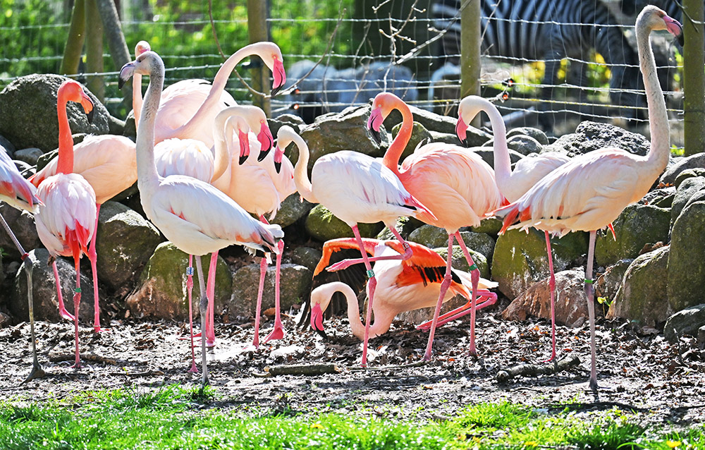 Haff-Zoo: Tierisch viel los im Mai