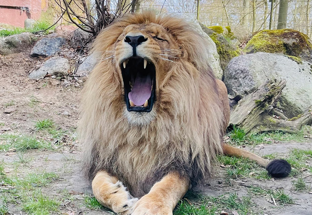 Ferienprogramm im Überblick: Rein ins tierische Vergnügen!