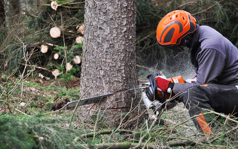 Vollsperrungen wegen Baumfällarbeiten in Ueckermünde
