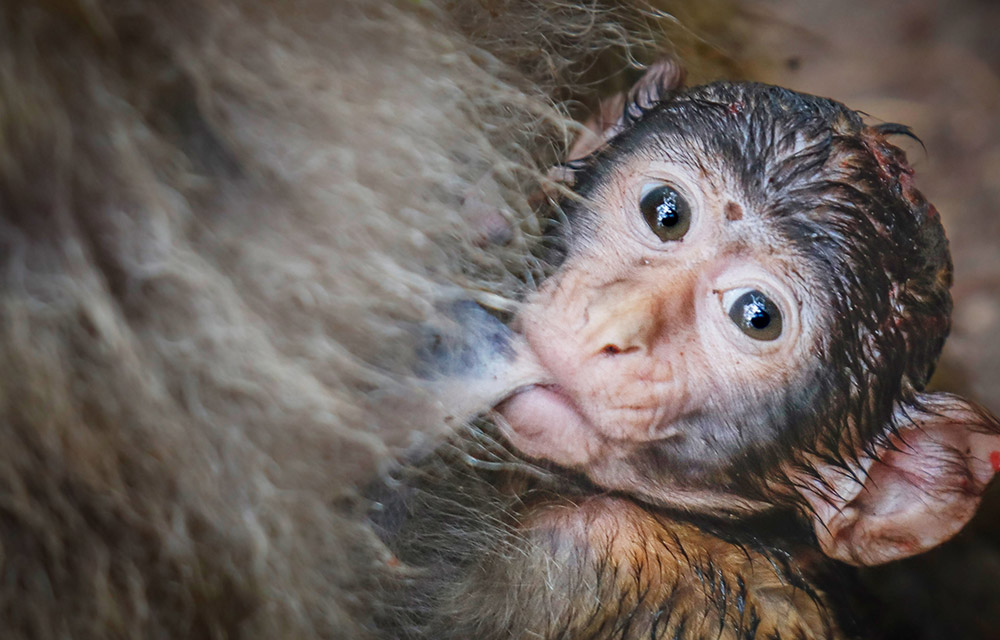 Ueckermünder Rentner-Ehepaar spendet 5000 Euro für den Tierpark