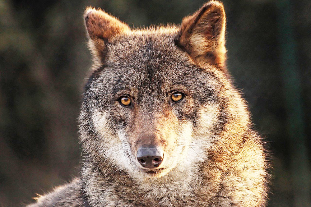 Talk im Speicher: Der Wolf – unser Nachbar?