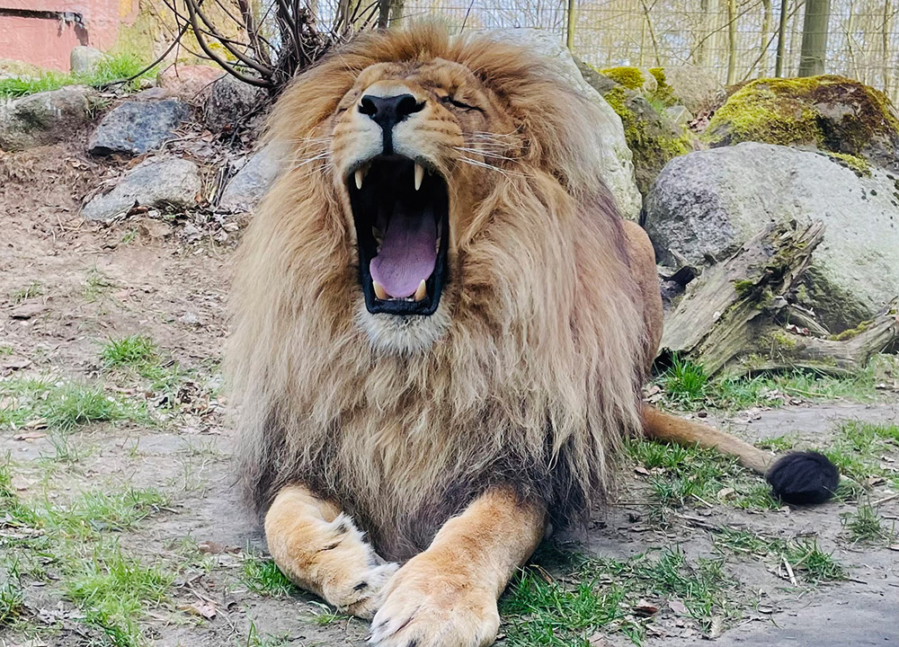 Frühjahrsputz im Tierpark: Schnell noch anmelden!