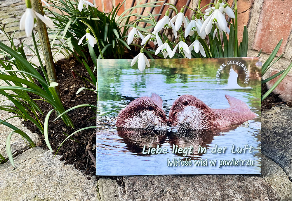 Auf Entdeckungsreise im Ueckermünder Tierpark – Die neue Broschüre ist da!