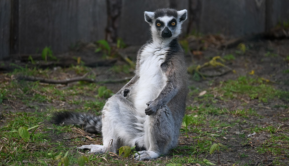 Tierischer Feiertagsspaß für Groß und Klein