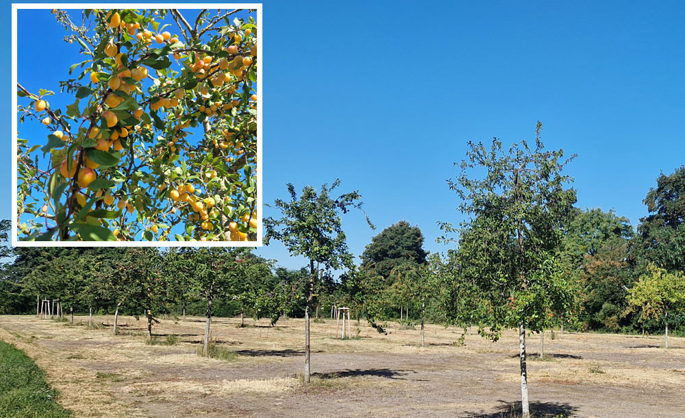 Streuobstwiese in Ueckermünde-Ost trägt Früchte