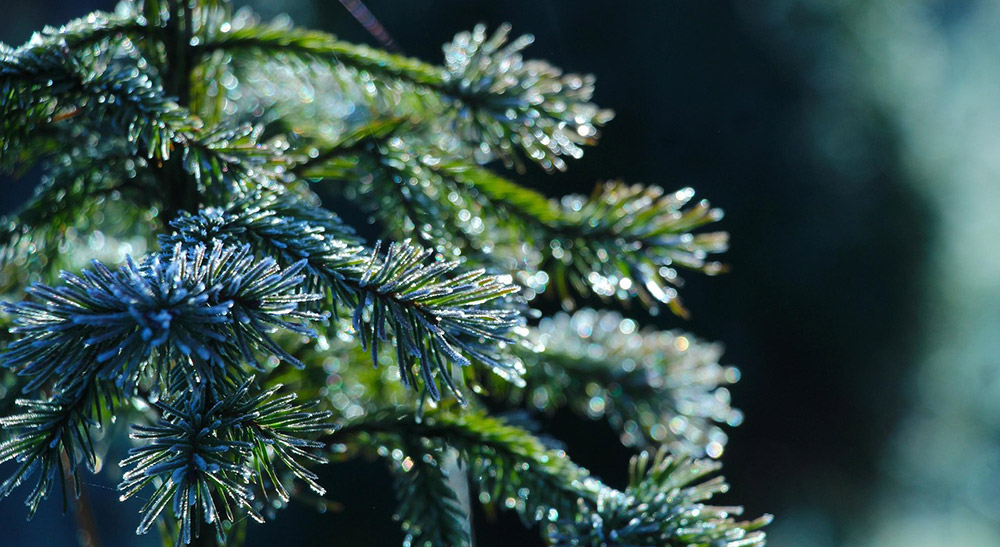 Neujahrsfeuer in Leopoldshagen