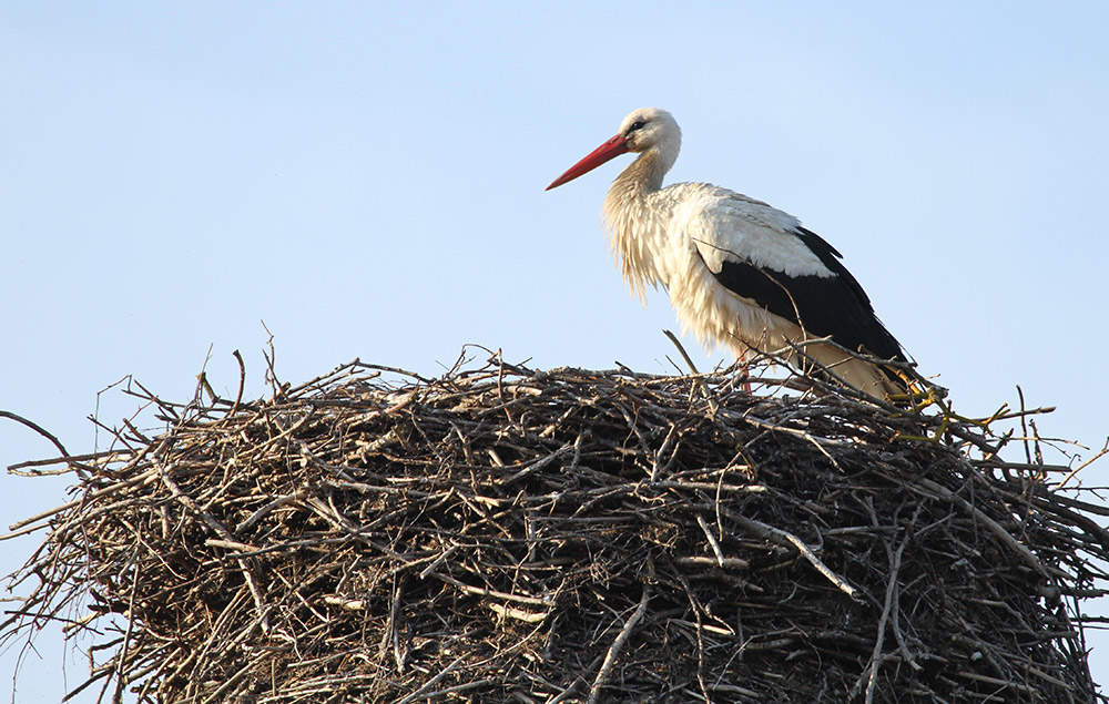 Erster Storch zurück in Ueckermünde