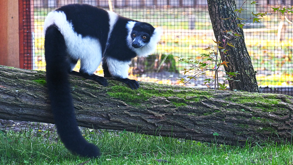 Osterferienspaß im Tierpark: Das ist geplant