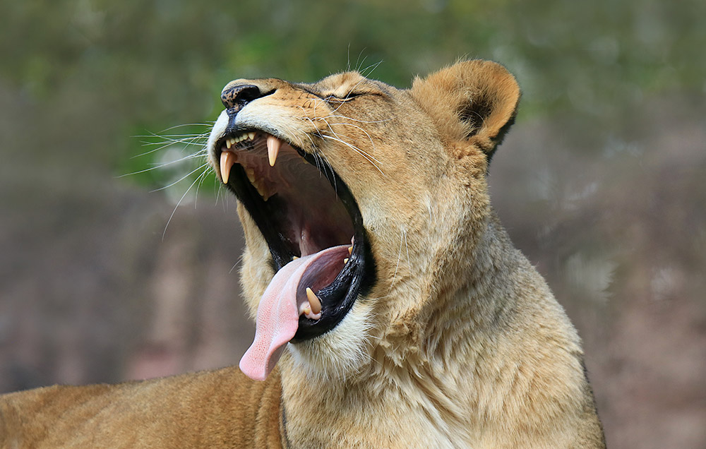 Öffentliche Führung: „Gemeinsam stark – leben im Rudel“