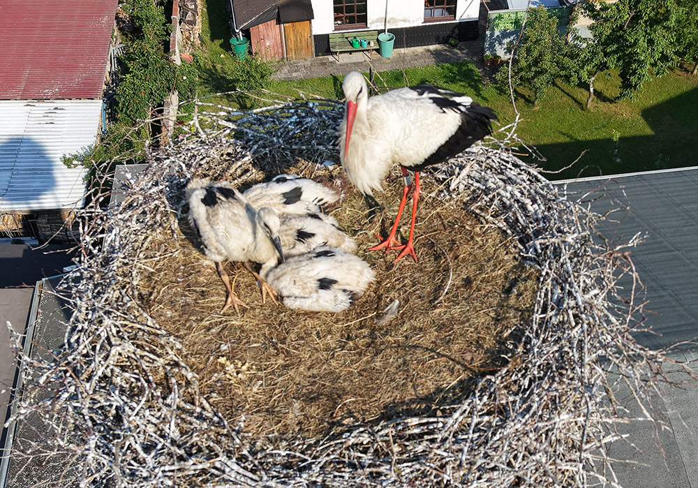 Vierfacher Nachwuchs im Eggesiner Storchennest