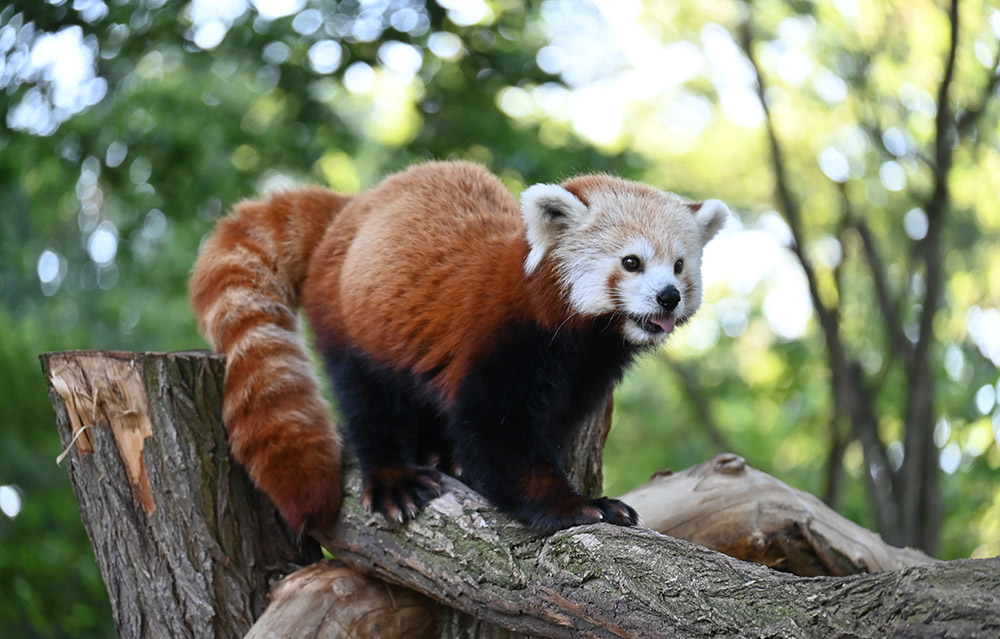 Tierisch viel los in den Sommerferien