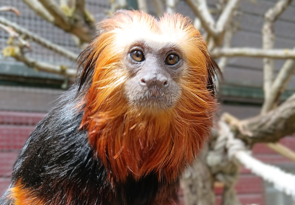 Einfach goldig! Affenstarker Zuwachs im Zoo am Haff
