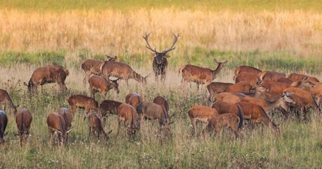 Jagdjahr 2025/2026: Mehr Jäger, mehr Schwarzwild