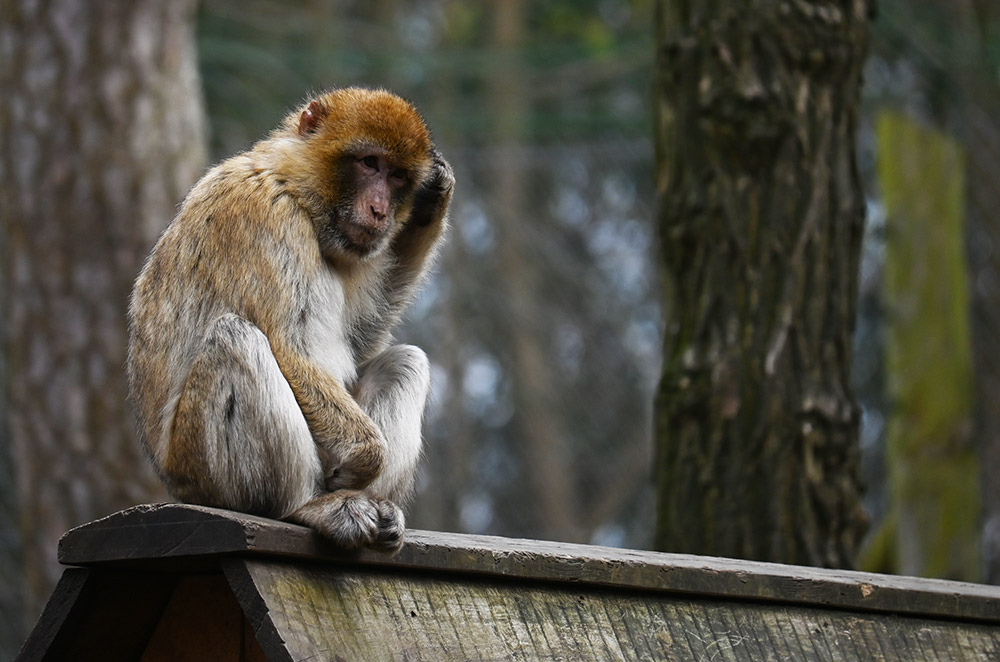 Polizei und Tierpark suchen ausgebüxten Berberaffen (aktualisiert)